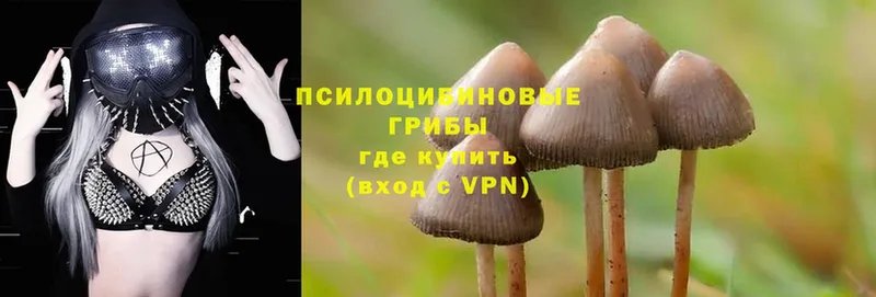 где купить   Семикаракорск  Псилоцибиновые грибы Magic Shrooms 